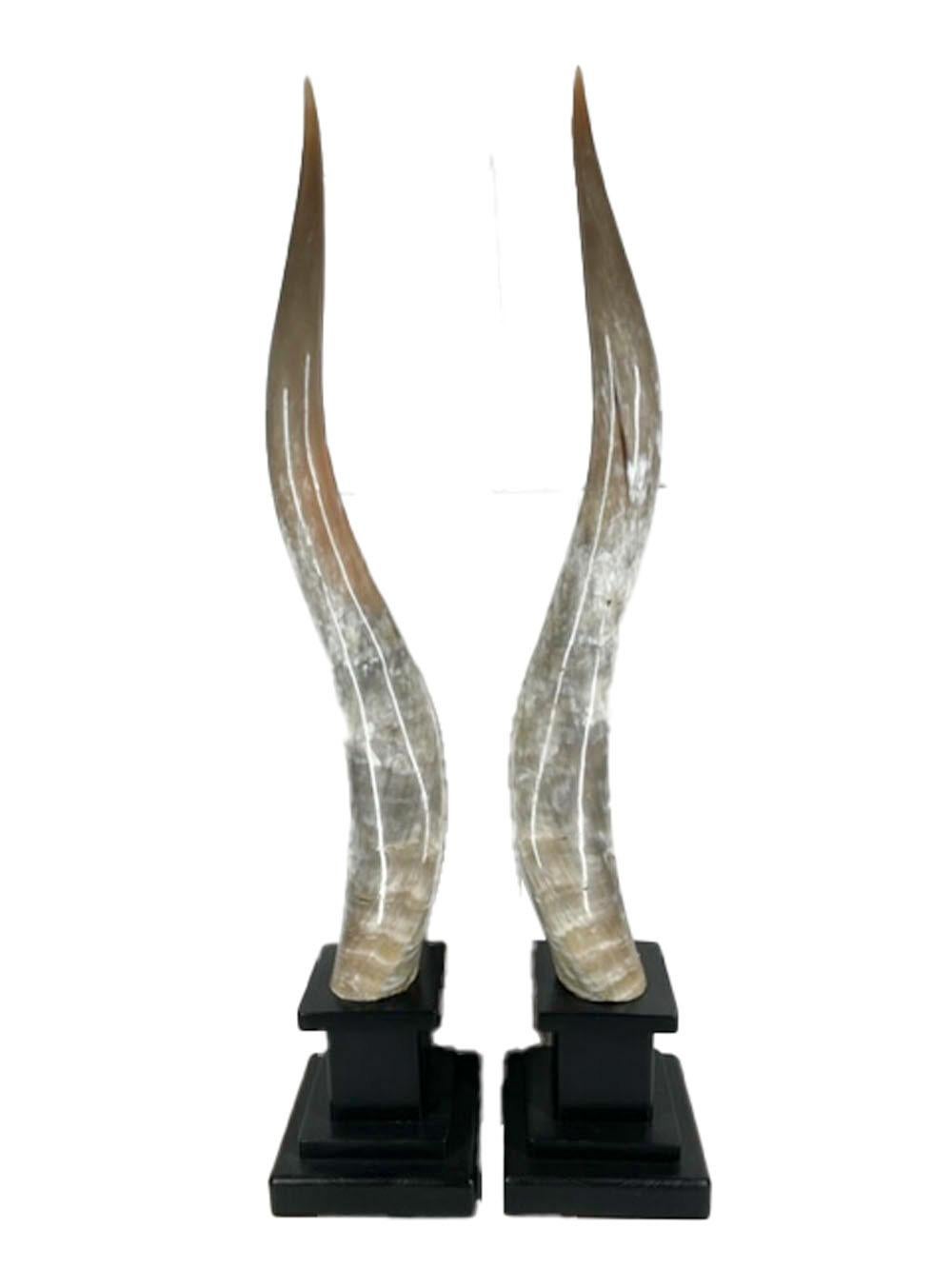 Matched pair of long horn steer horns of good color and form on custom made wood bases.