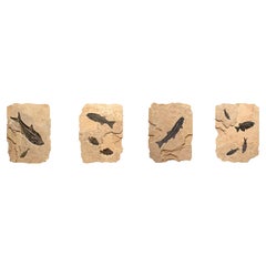 Custom Set of Four Eocene Era Fossil Fish Irregular Murals in Stone