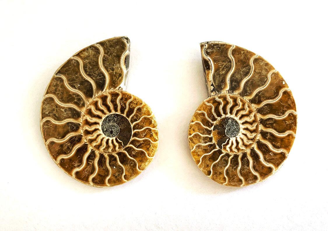 Fossilised ammonite pair from Madagascar, Circa 150 million years old. Sold with embossed E.O gift box

From rare dinosaur skulls and Stone Age tools to the world’s earliest animals that date back millions of years, the Extraordinary Objects