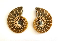 Cut and Polished Ammonite Pair
