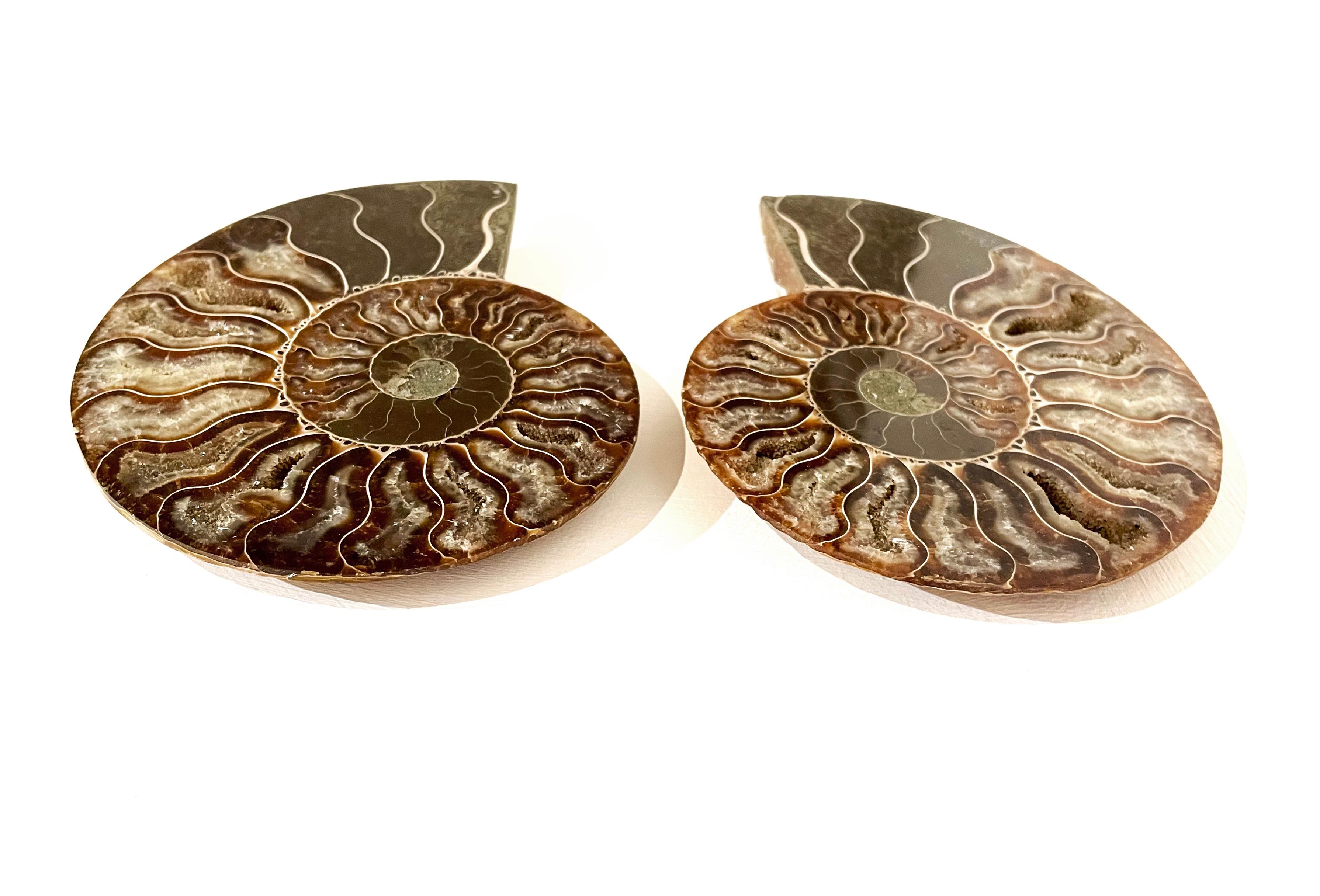 Malagasy Cut and Polished Ammonite Pair  For Sale