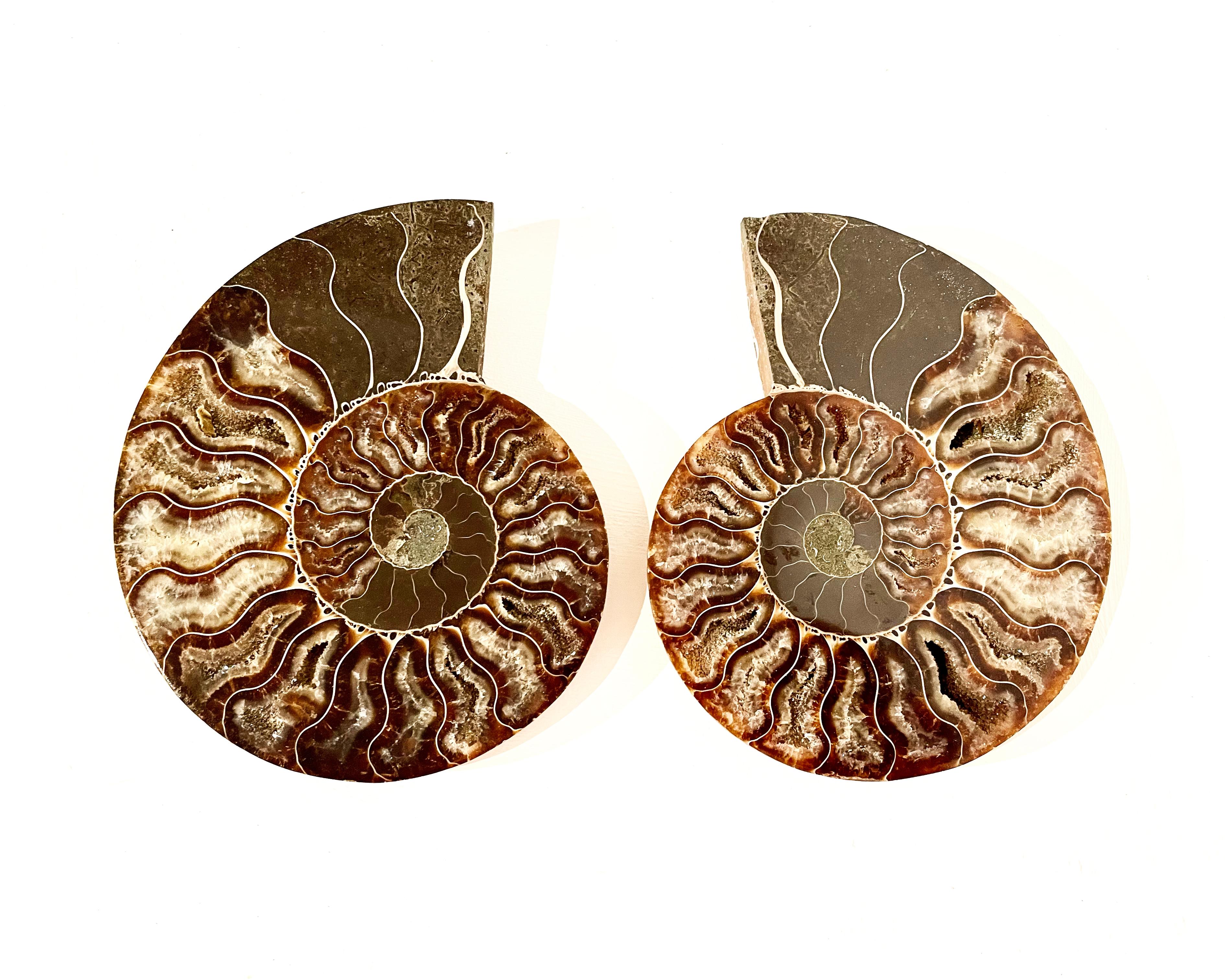 Cut and Polished Ammonite Pair  In Good Condition For Sale In Cambridge, GB