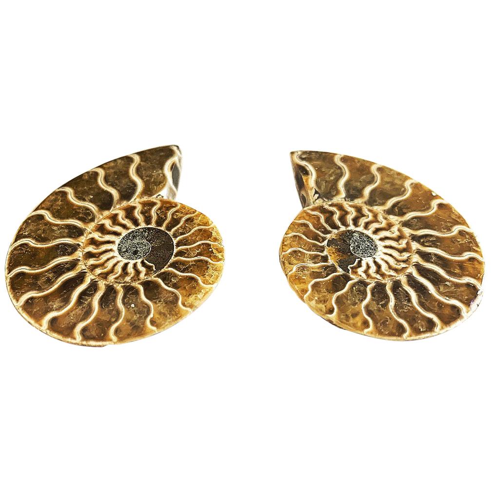 Cut and Polished Ammonite Pair  For Sale