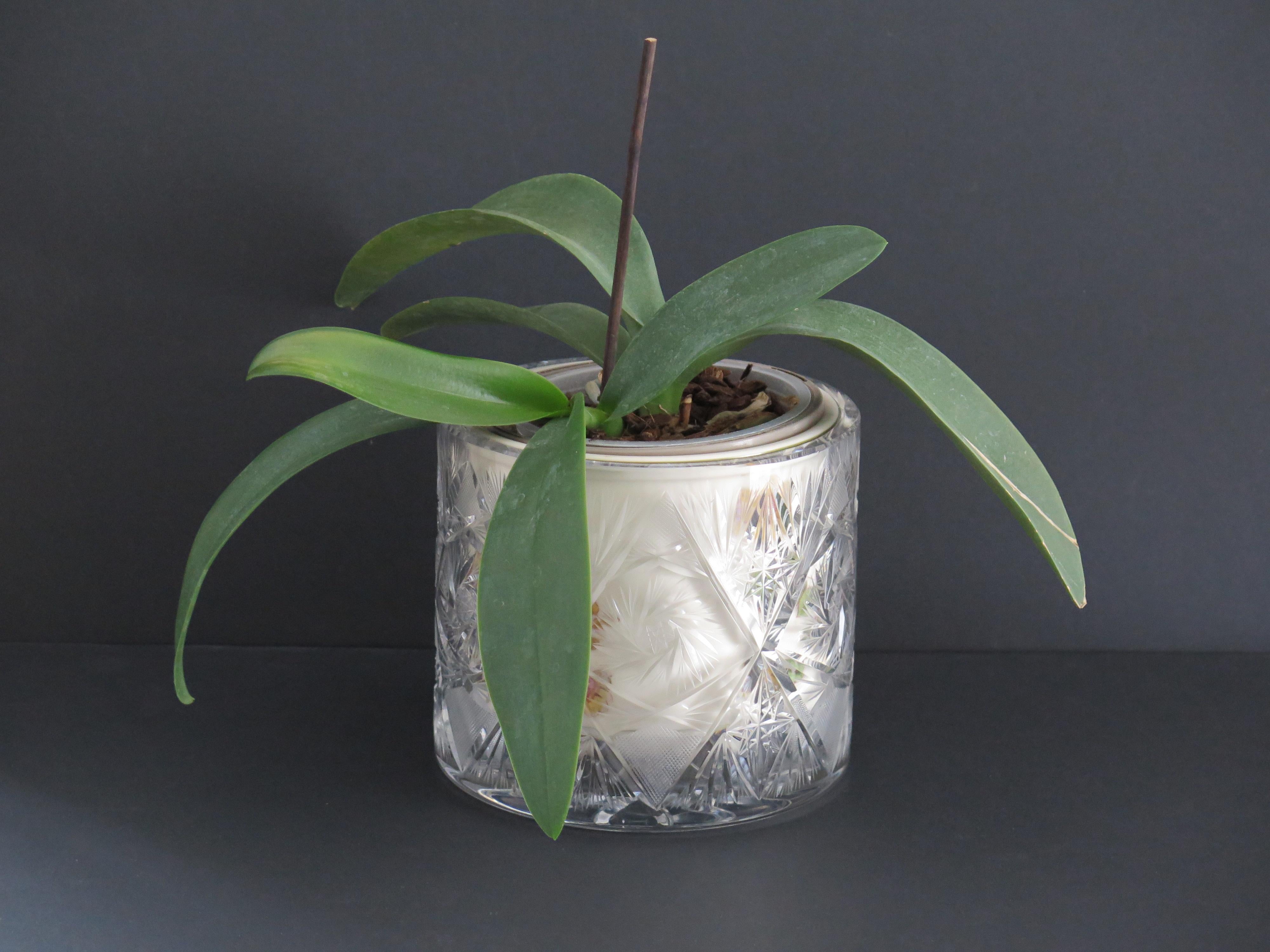 Jardiniere oder Vase aus geschliffenem Glaskristall mit Disteln und Blättern, ca. 1920 im Angebot 8
