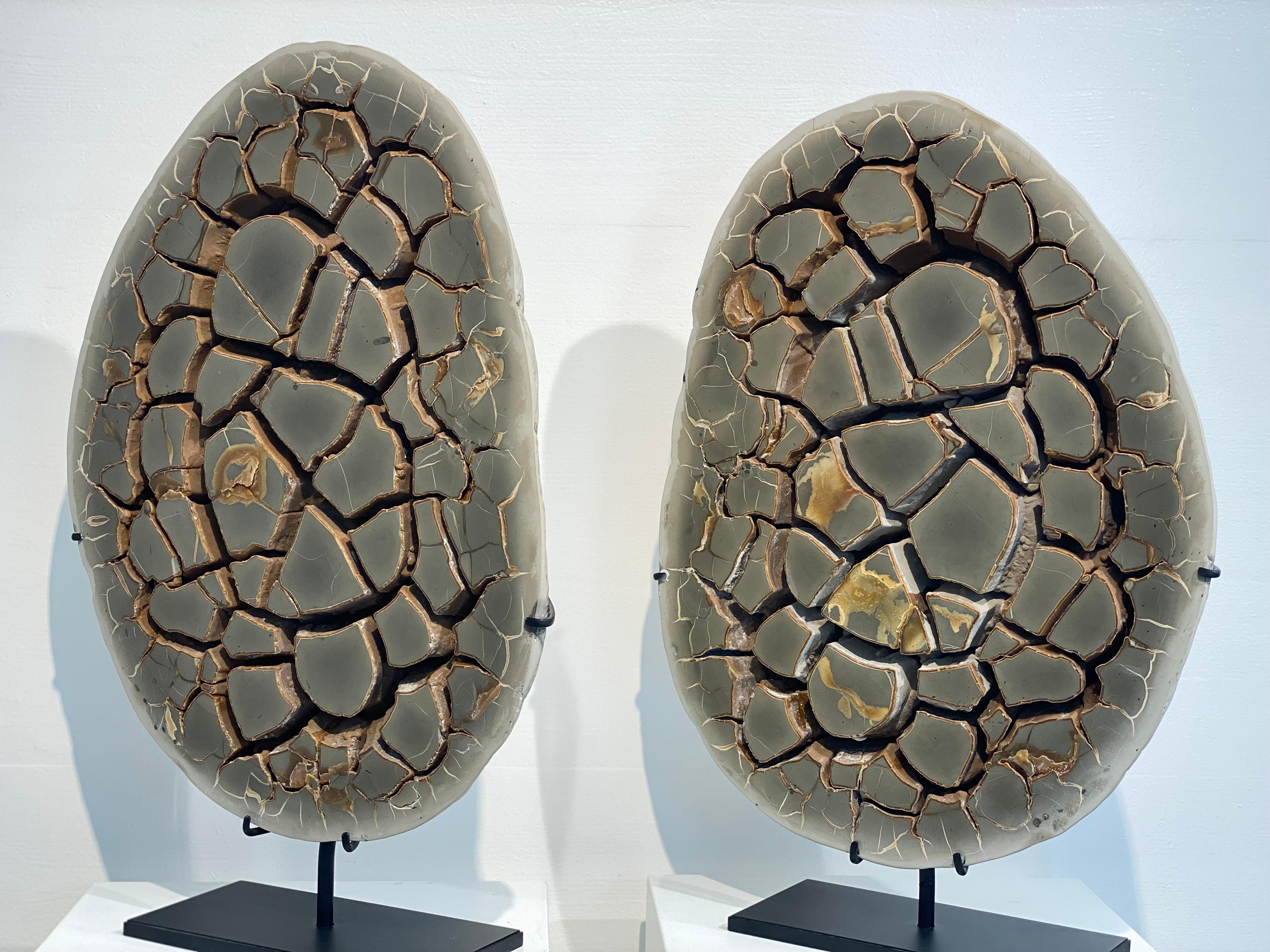 Cut Septarian Nodule on stand 5