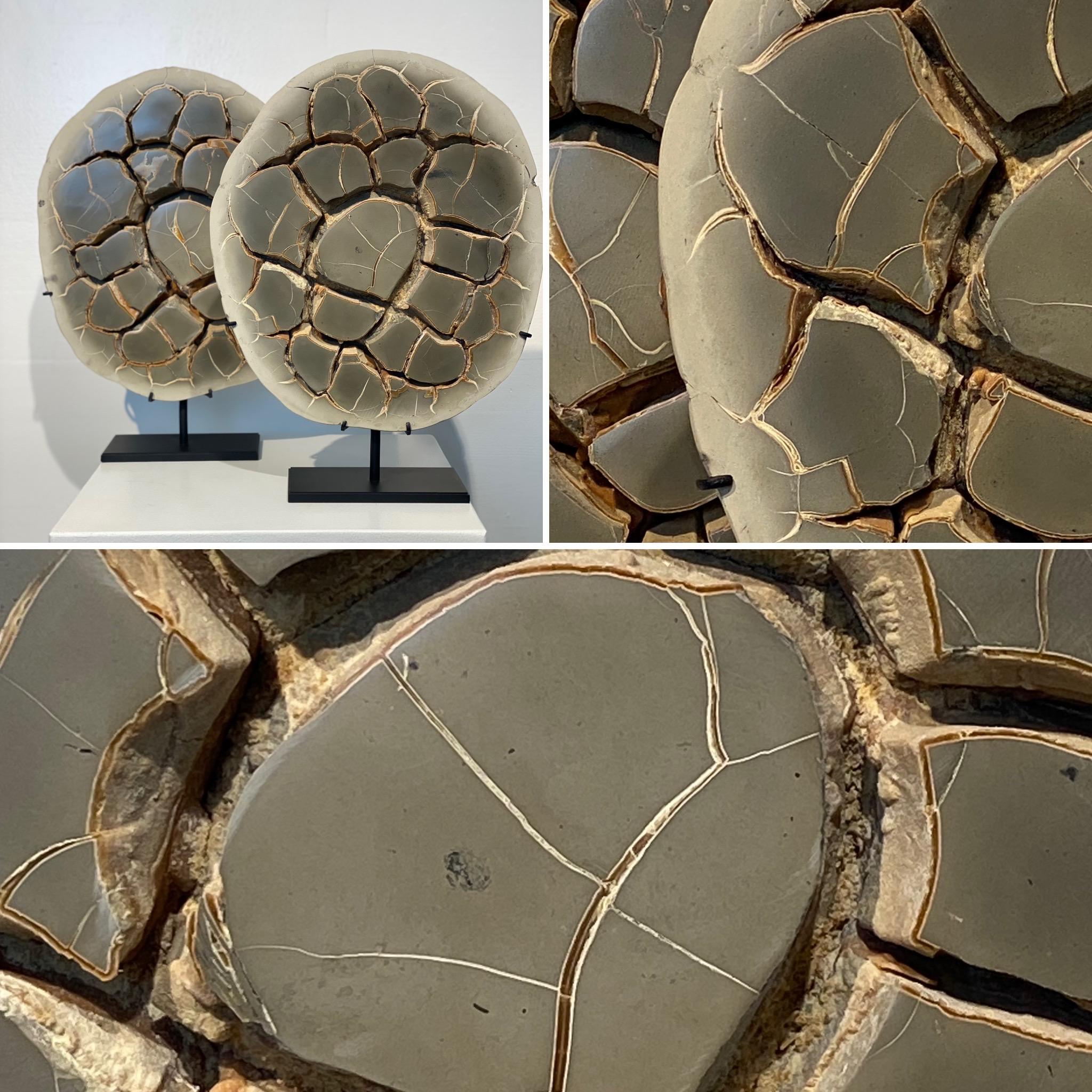 Cut Septarian Nodule on stand 6