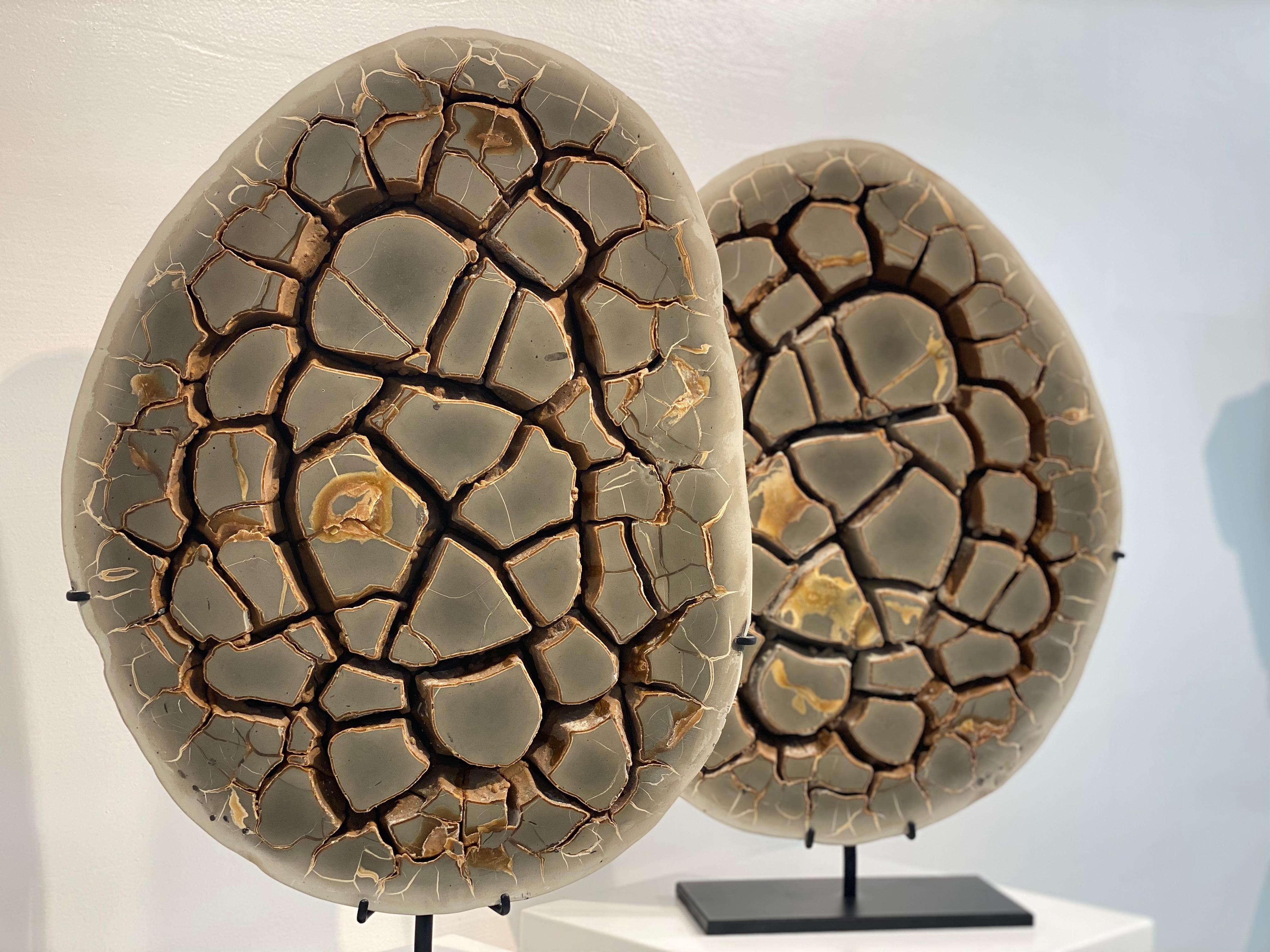 Cut Septarian Nodule on stand 7