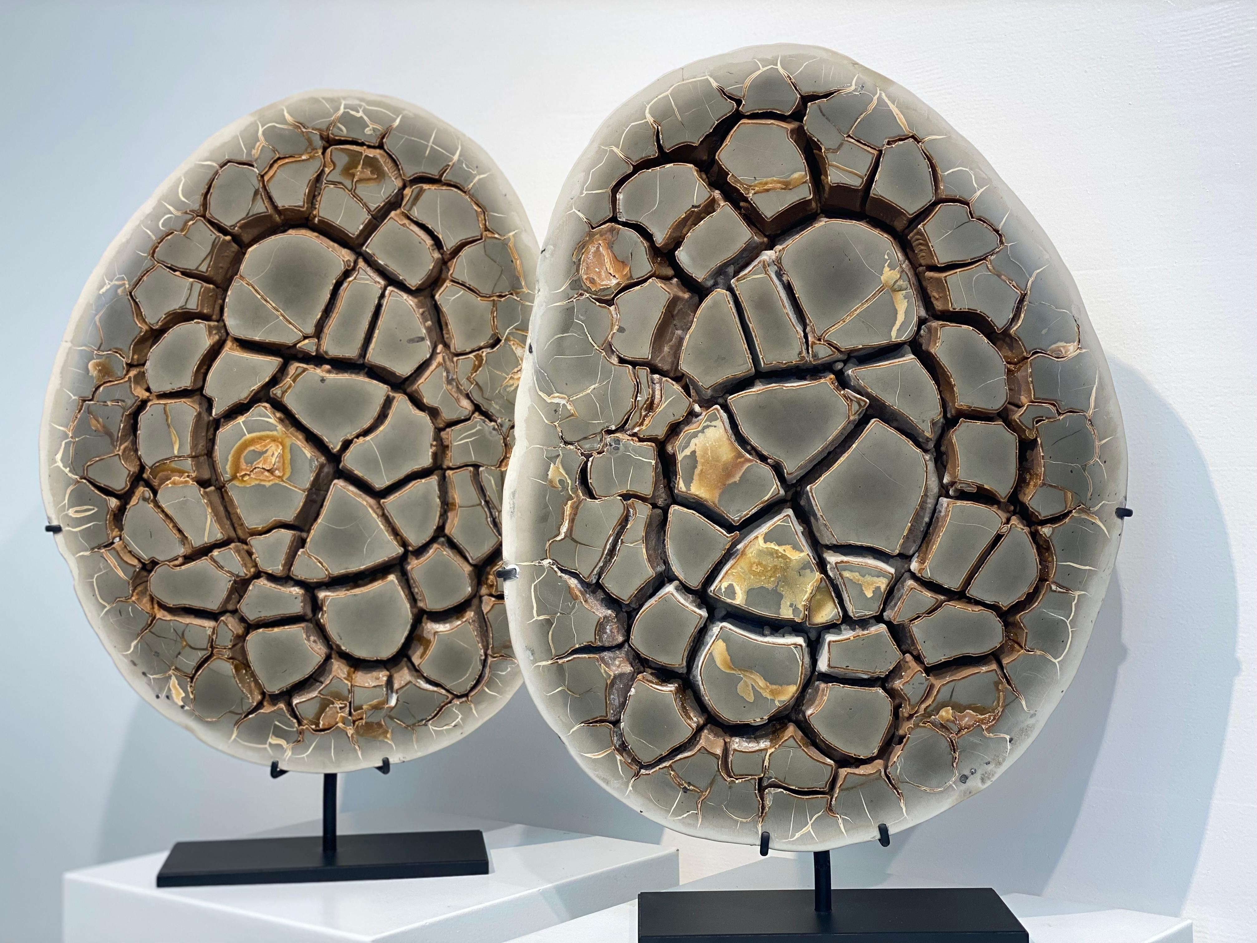 Cut Septarian Nodule on stand 8