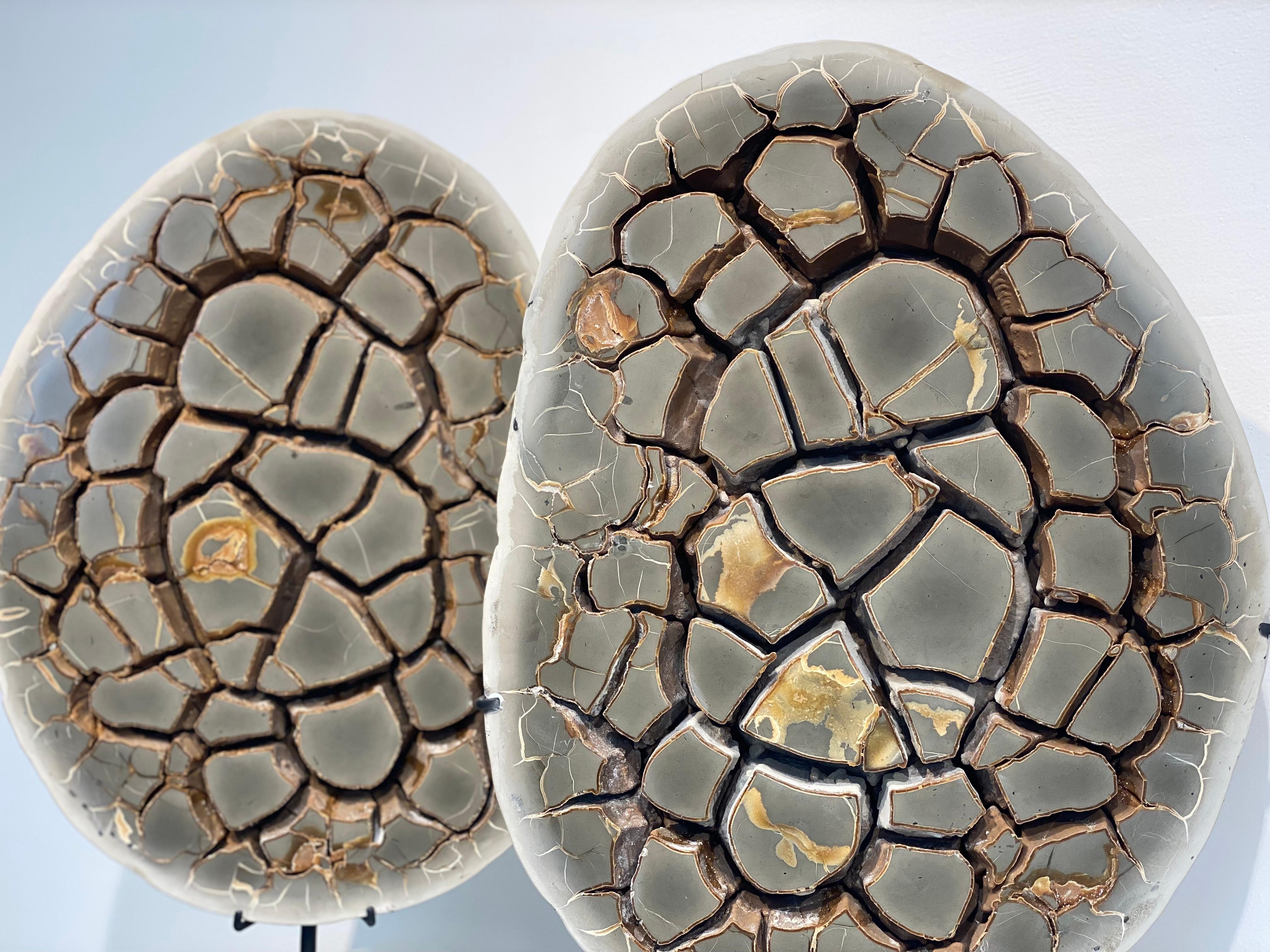 Cut Septarian Nodule on stand 9