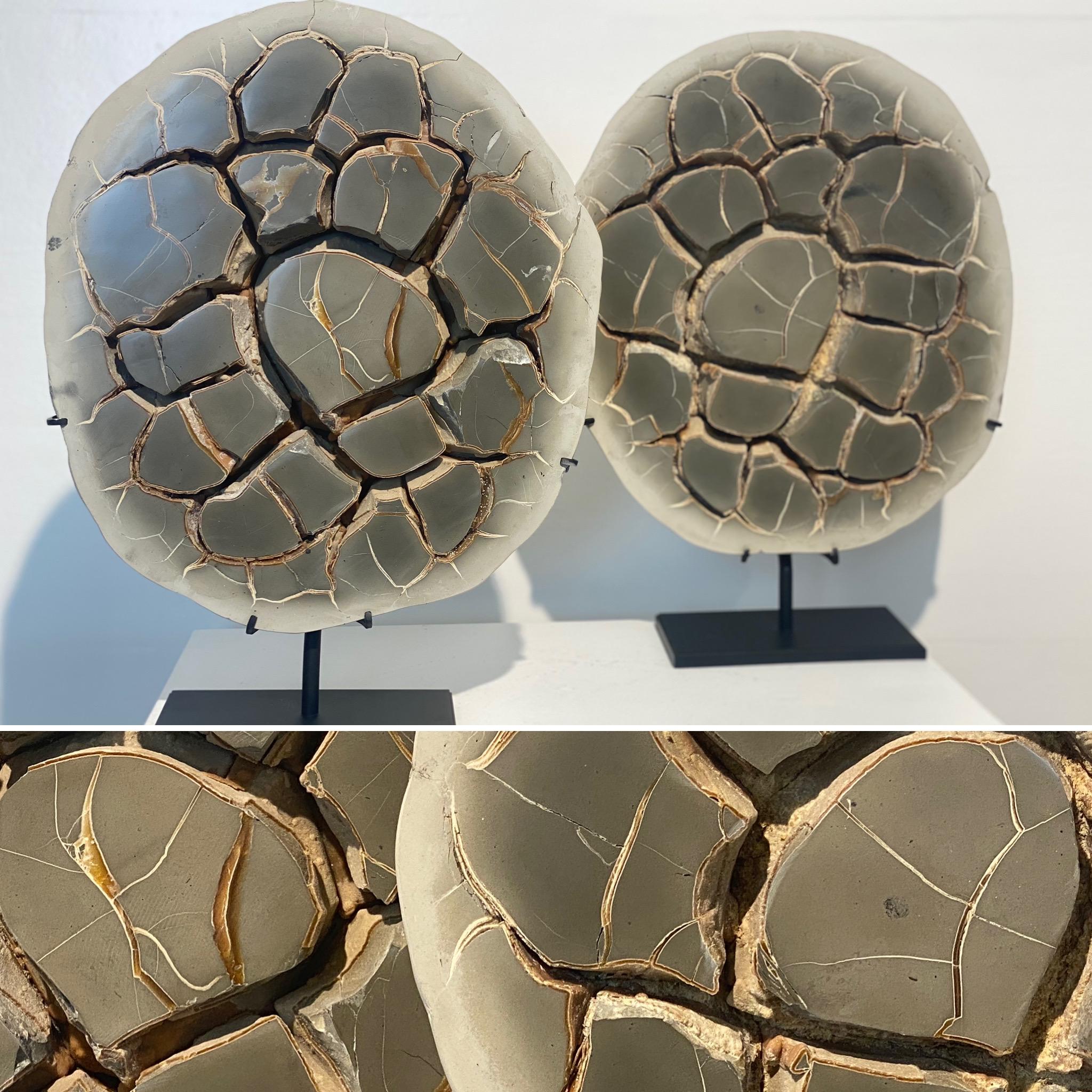 A beautiful cut Septarian Nodule on stand from Belgium,
find in Boom, from the Oligocene Period.
Cut and polished to reveal internal calcite and aragonite structures, beautiful patina and shine of the clay structures,
very decorative item,
mounted