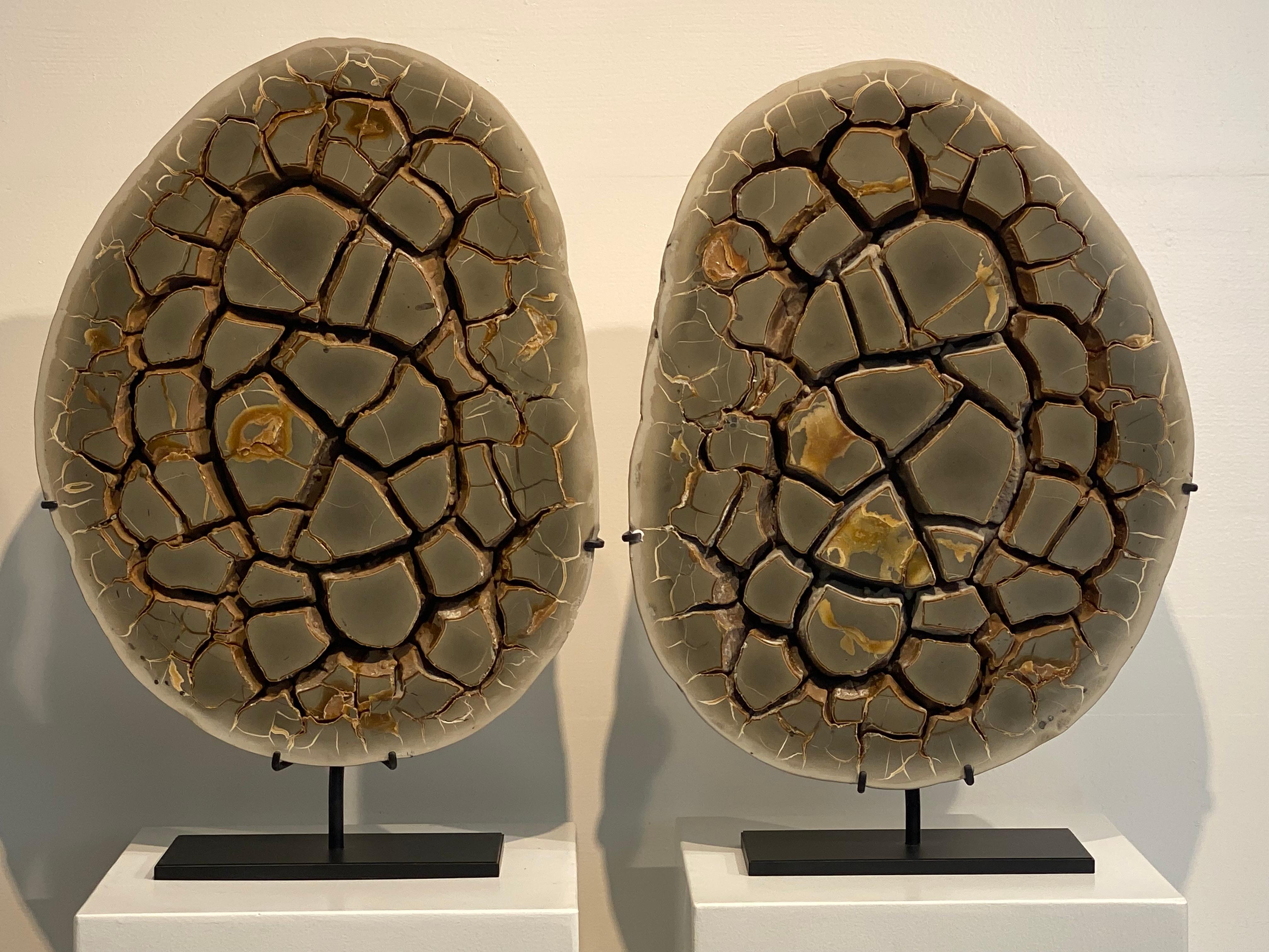 Belgian Cut Septarian Nodule on stand