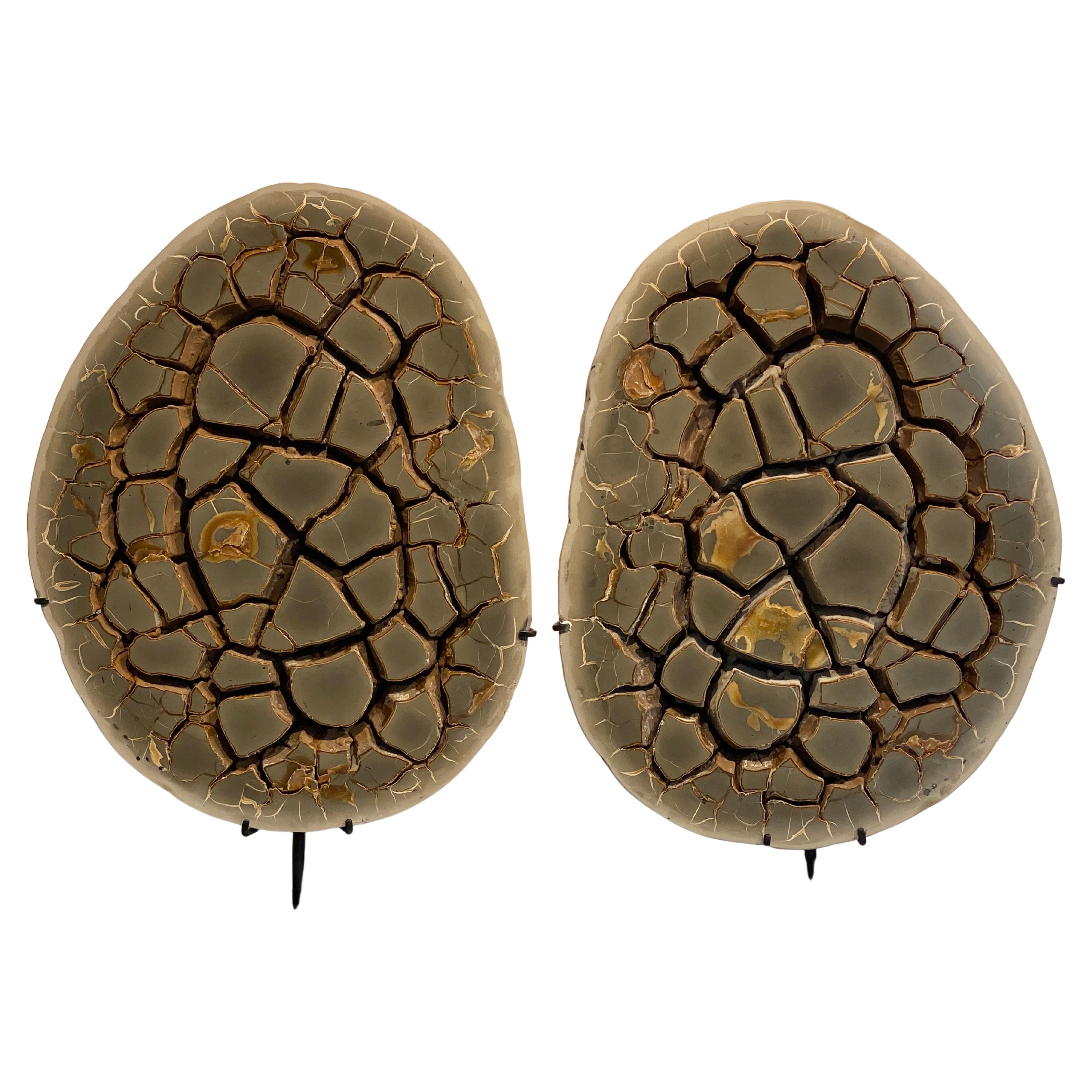 Cut Septarian Nodule on stand
