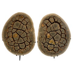 Cut Septarian Nodule on stand