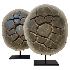 Cut Septarian Nodule on stand