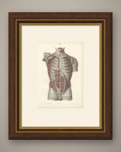 Cutaneous Nerves of the Chest and Abdomen, Hirschfeld Anatomy Print, 1866