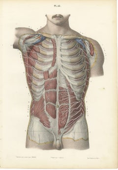 Cutaneous Nerves of the Chest and Abdomen, Hirschfeld Anatomy Print, 1866