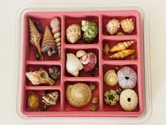 Cute Collection of Small Sea Shells in a Velvet Tray