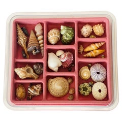 Cute Collection of Small Sea Shells in a Velvet Tray