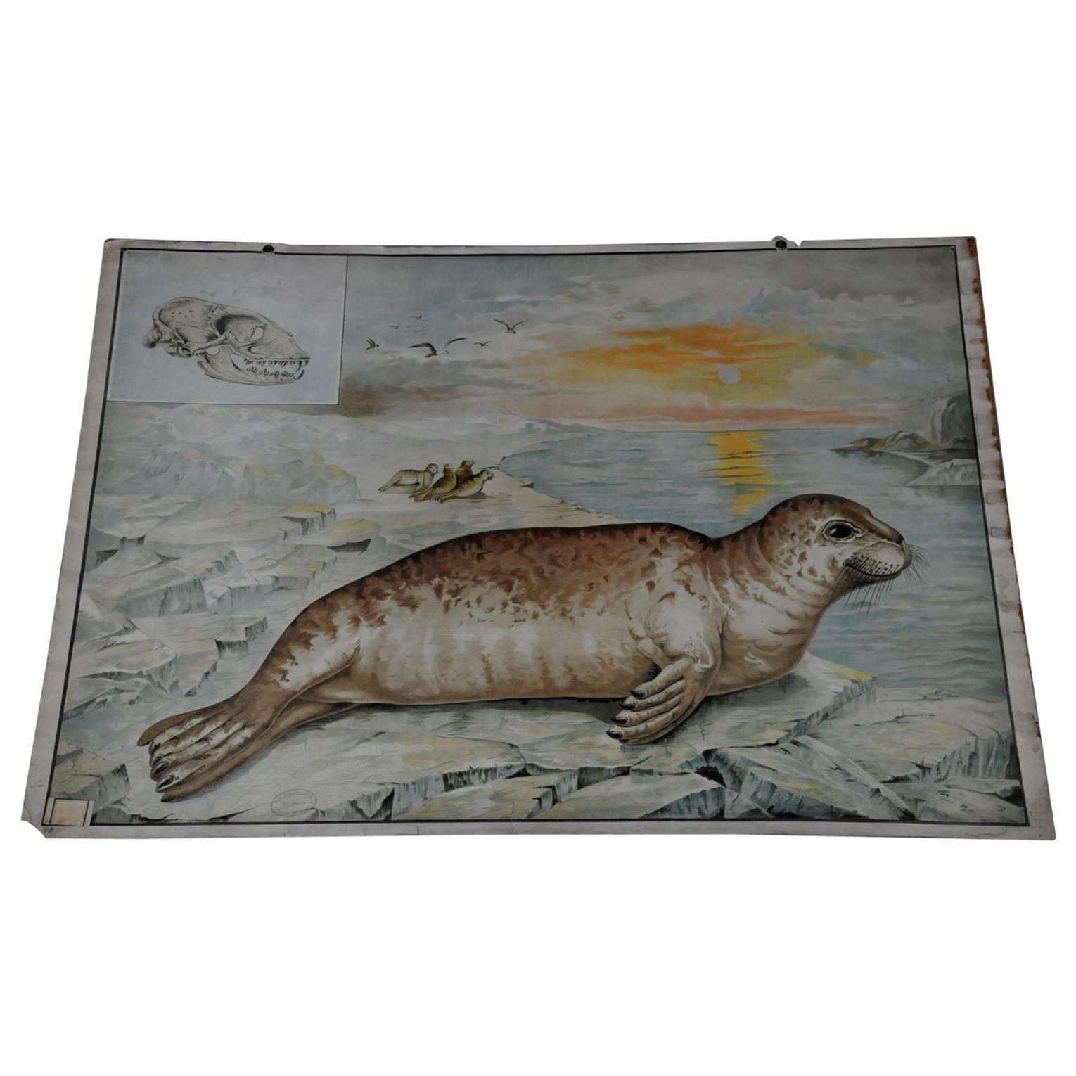 Countrycore Mural Cottagecore Wall Chart Vintage Poster Seal Maritime Wildlife For Sale