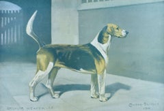 Antique Belvoir Weaver hunting hound print by Cuthbert Bradley