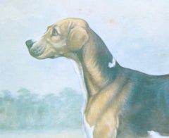 Duke of Beaufort's Vaulter hunting hound print by Cuthbert Bradley