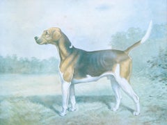 Gravure du chien de chasse Vaulter du Duke Beaufort par Cuthbert Bradley