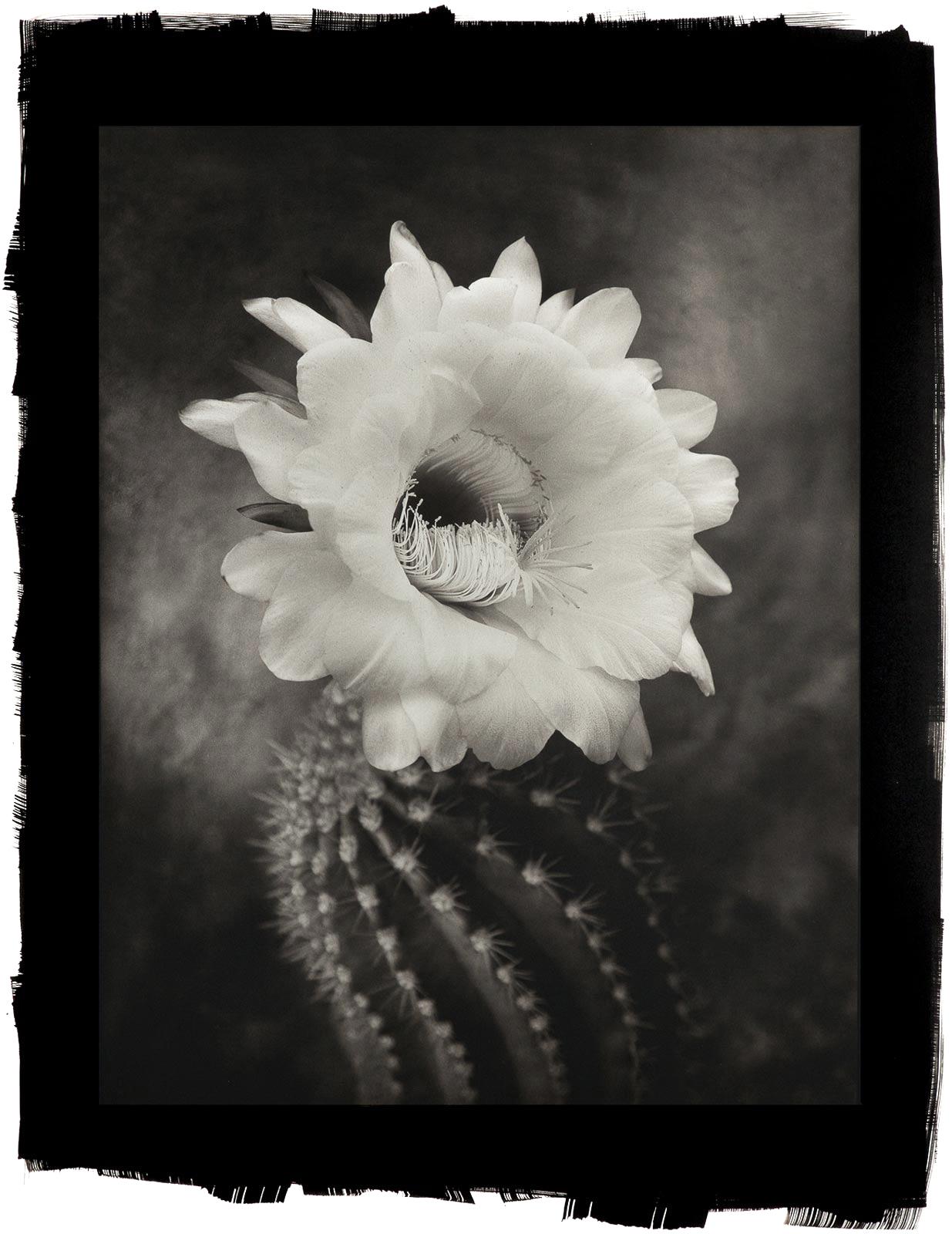Cy DeCosse Still-Life Photograph - Argentine Cactus