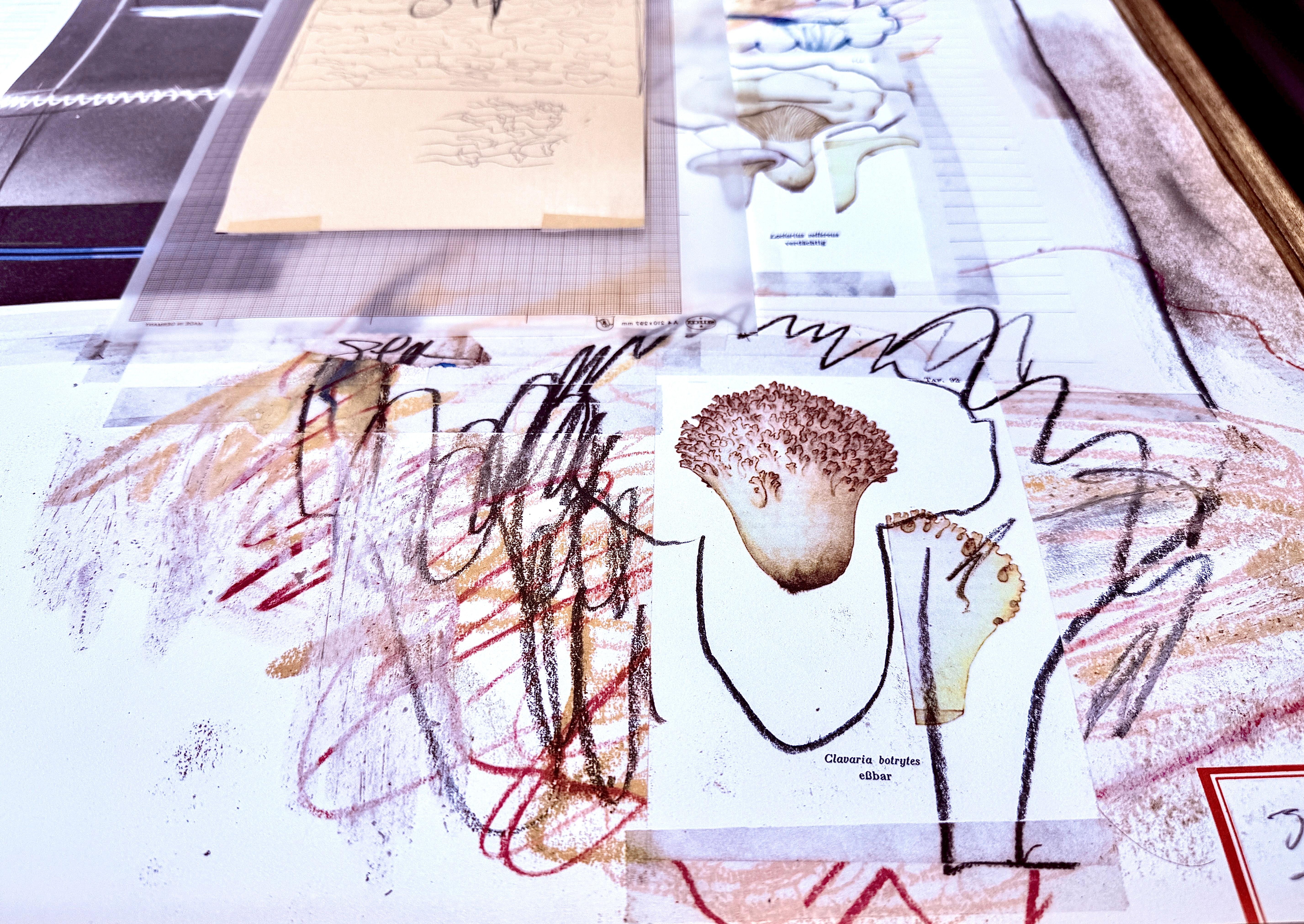 Cy Twombly (1928-2011) - Natural History Part One, Mushrooms : Planche VIII - 1974 en vente 5