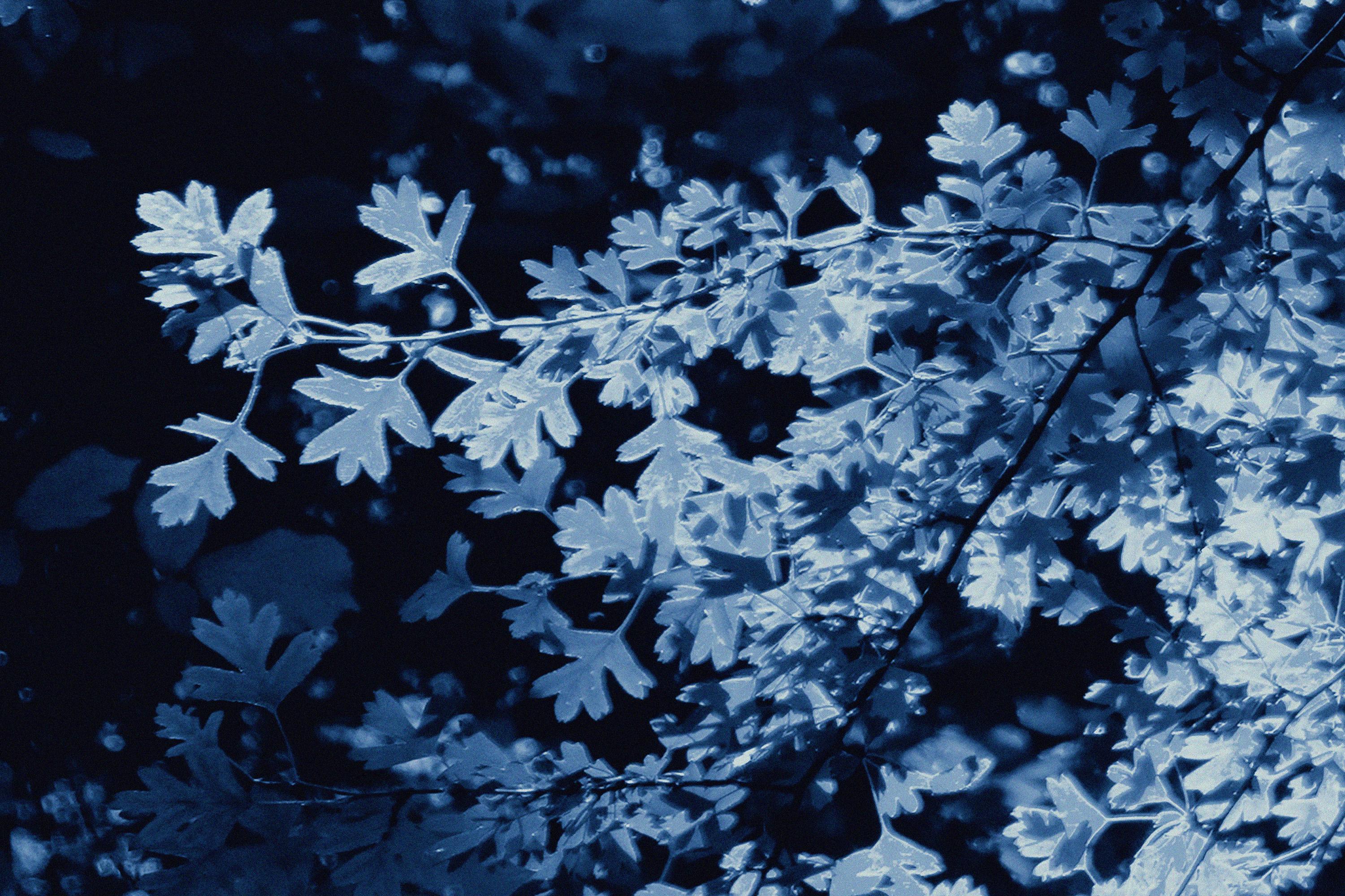 Dark Forest, Giclée Print Diptych Landscape, Blue Tones Impressionist Leaves For Sale 5