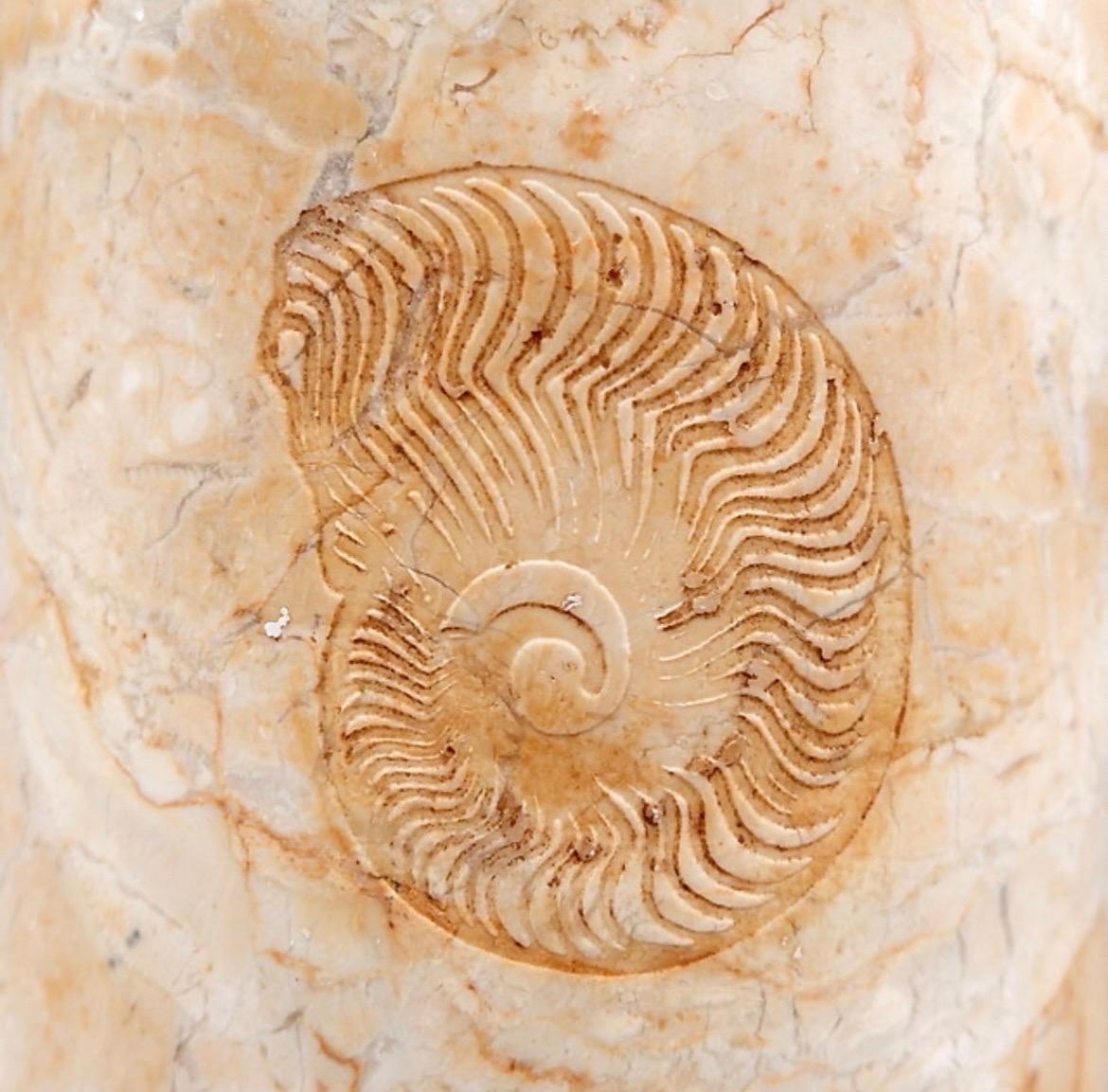 Cylindrical marble vase with fossil pattern

Wear consistent with age and use

Vintage - Decoration - Home Decor
Measures : Ø11cm  H:28cm 
Material : Marble 