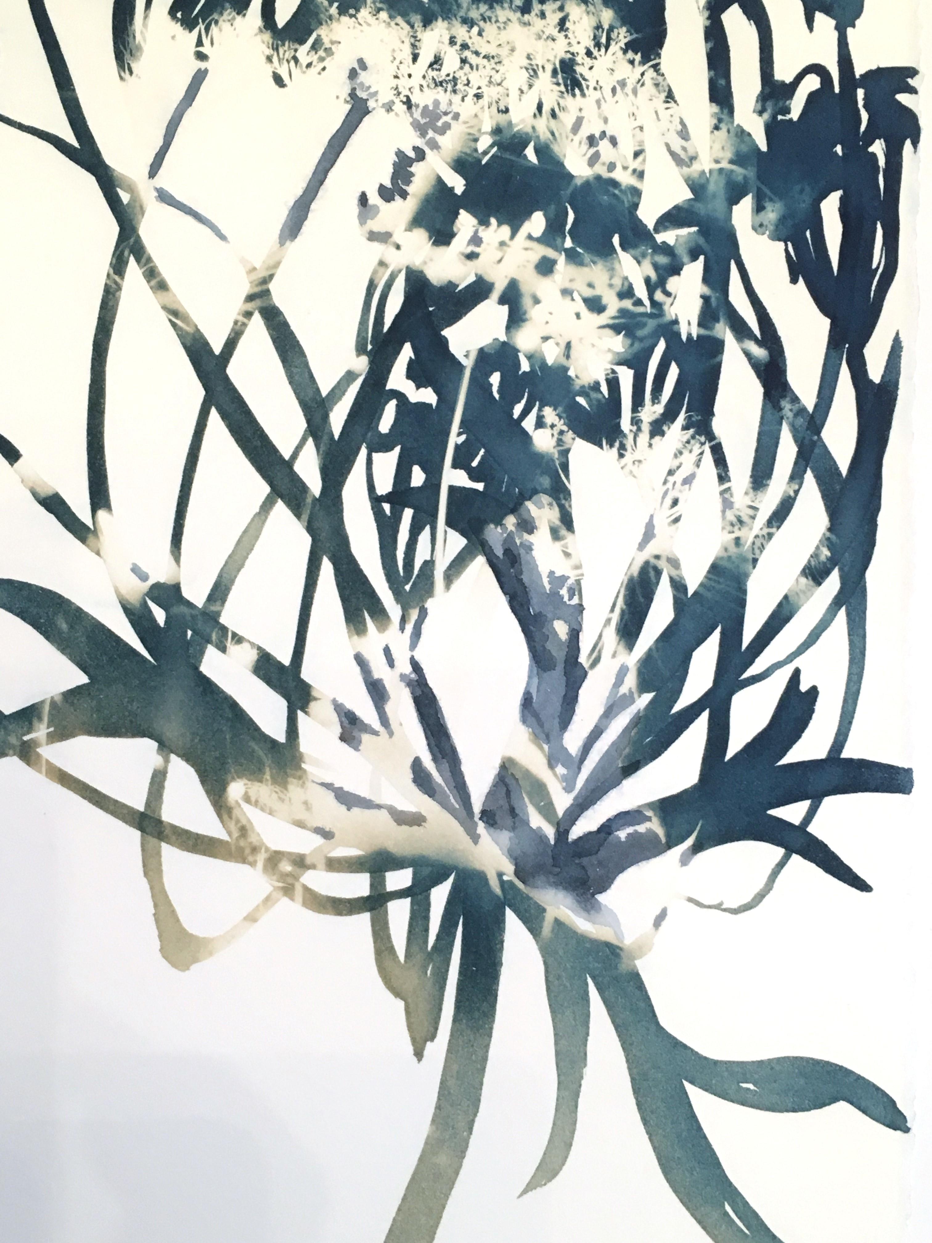 Inflorescence, Botanical,  Floral, Cyanotype, Blue, Work on Paper, Flowers - Print by Cynthia MacCollum