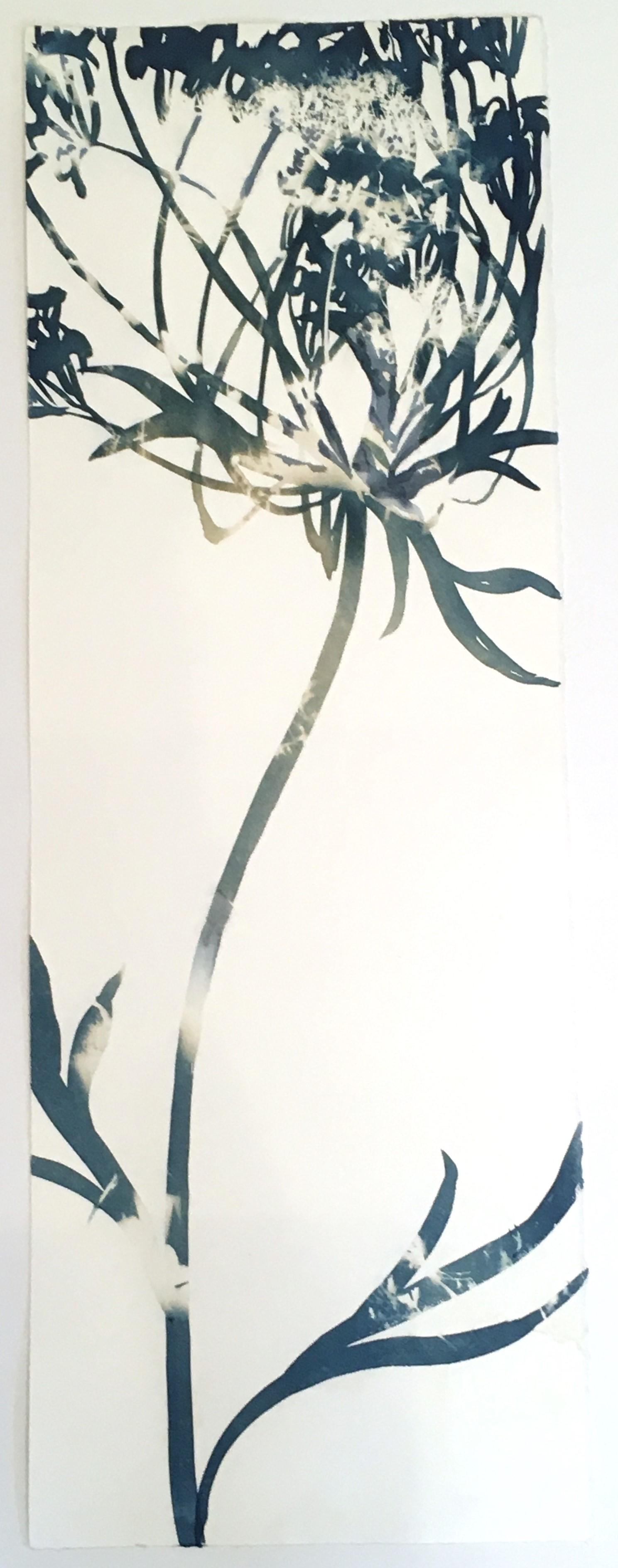 Cynthia MacCollum Landscape Print – Blütenstand, Botanisch,  Blumen Floral, Cyanotyp, Blau, Arbeiten auf Papier, Blumen