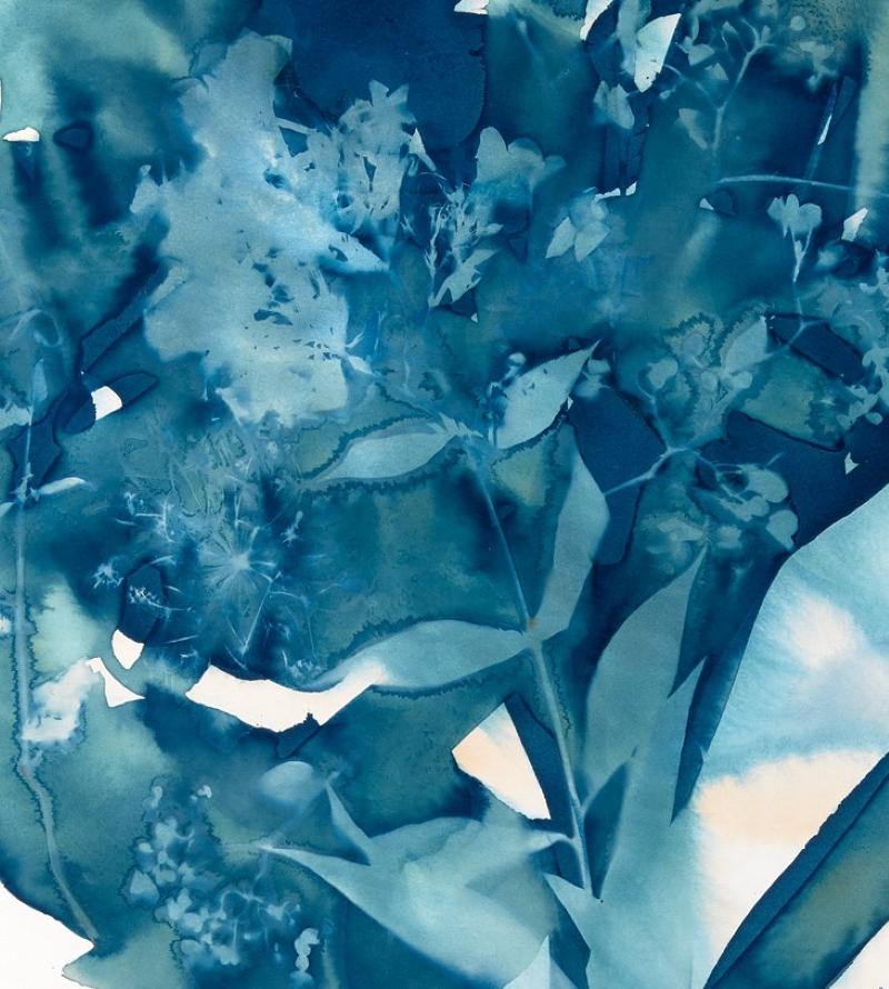 Phlox, Botanisch,  Blumen Floral, Cyanotyp, Blau, Arbeiten auf Papier, Blumen – Print von Cynthia MacCollum
