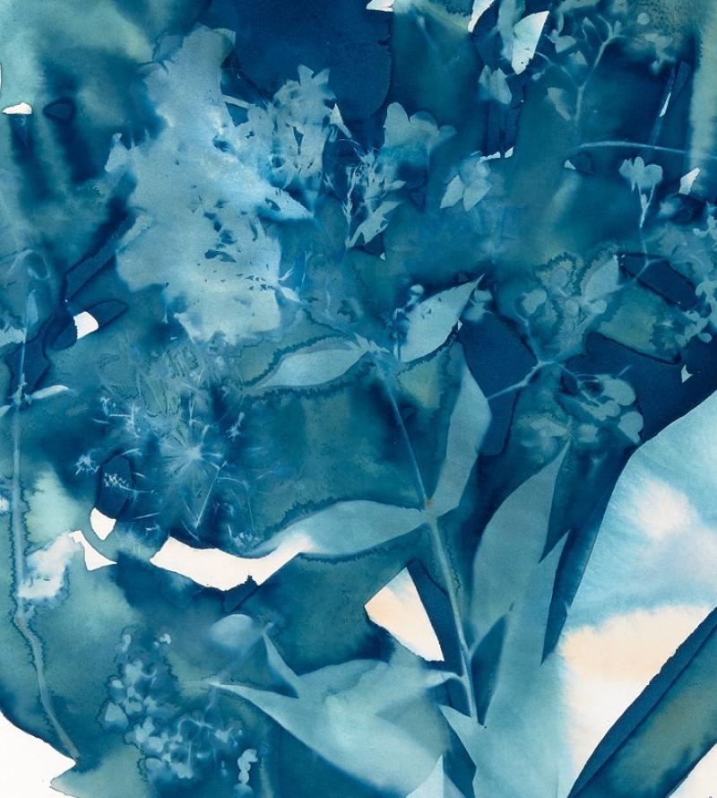 Phlox, Botanique,  Œuvre florale, cyanotype, bleue, ouvrage sur papier, fleurs - Print de Cynthia MacCollum