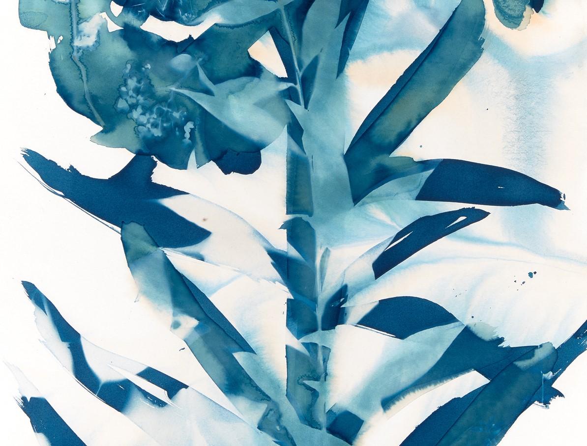 Phlox, Botanisch,  Blumen Floral, Cyanotyp, Blau, Arbeiten auf Papier, Blumen (Zeitgenössisch), Print, von Cynthia MacCollum
