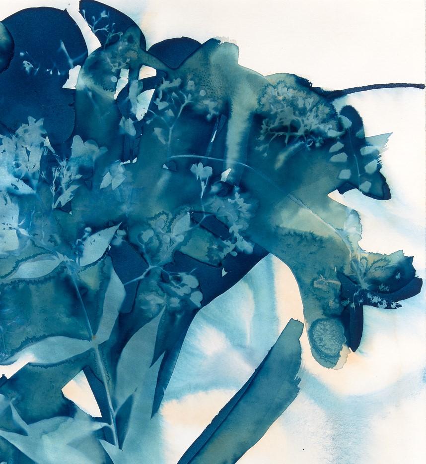 Phlox, Botanique,  Œuvre florale, cyanotype, bleue, ouvrage sur papier, fleurs - Bleu Landscape Print par Cynthia MacCollum