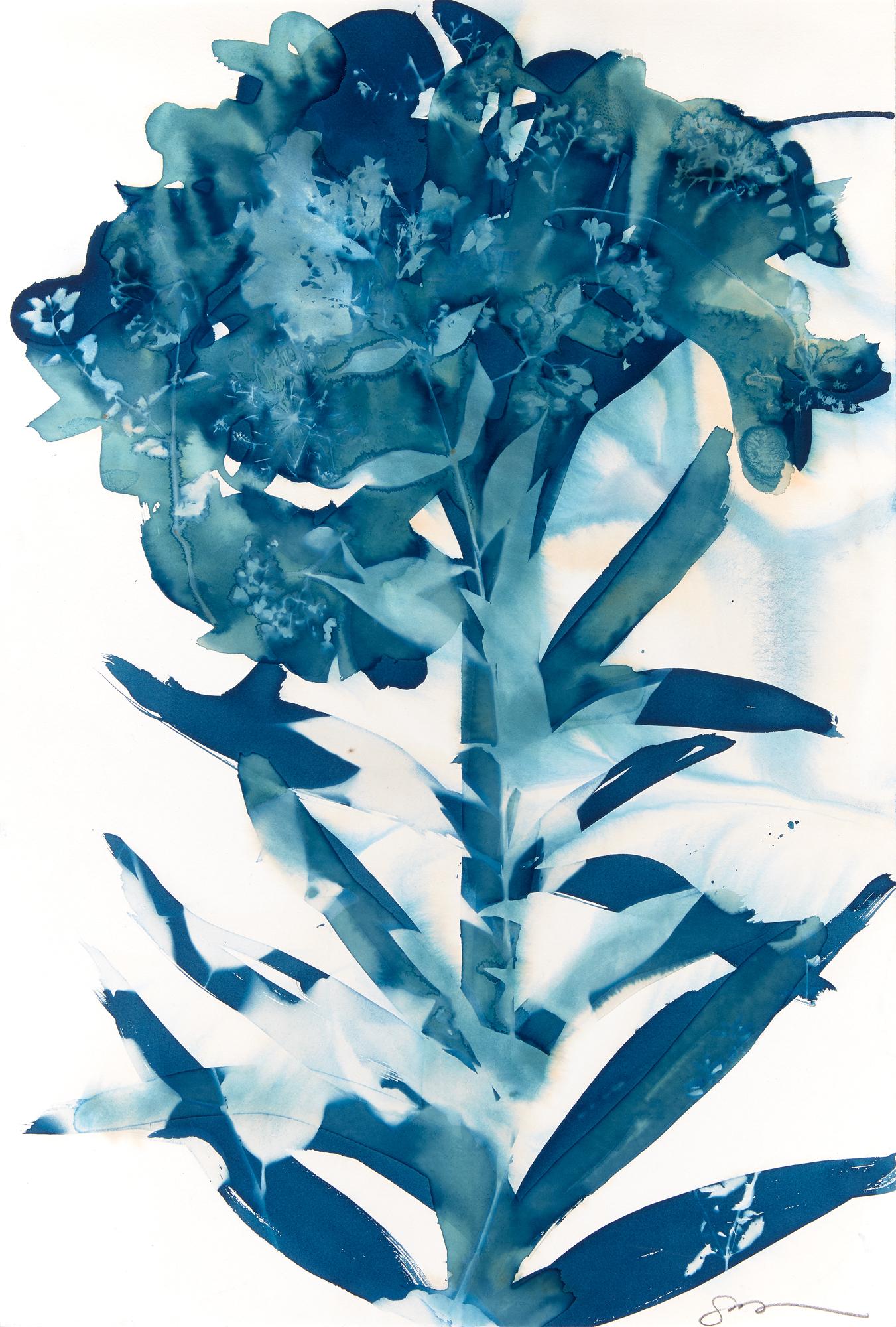 Cynthia MacCollum Landscape Print – Phlox, Botanisch,  Blumen Floral, Cyanotyp, Blau, Arbeiten auf Papier, Blumen