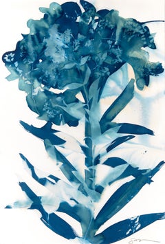 Phlox, Botanical,  Floral, Cyanotype, Blue, Work on Paper, Flowers