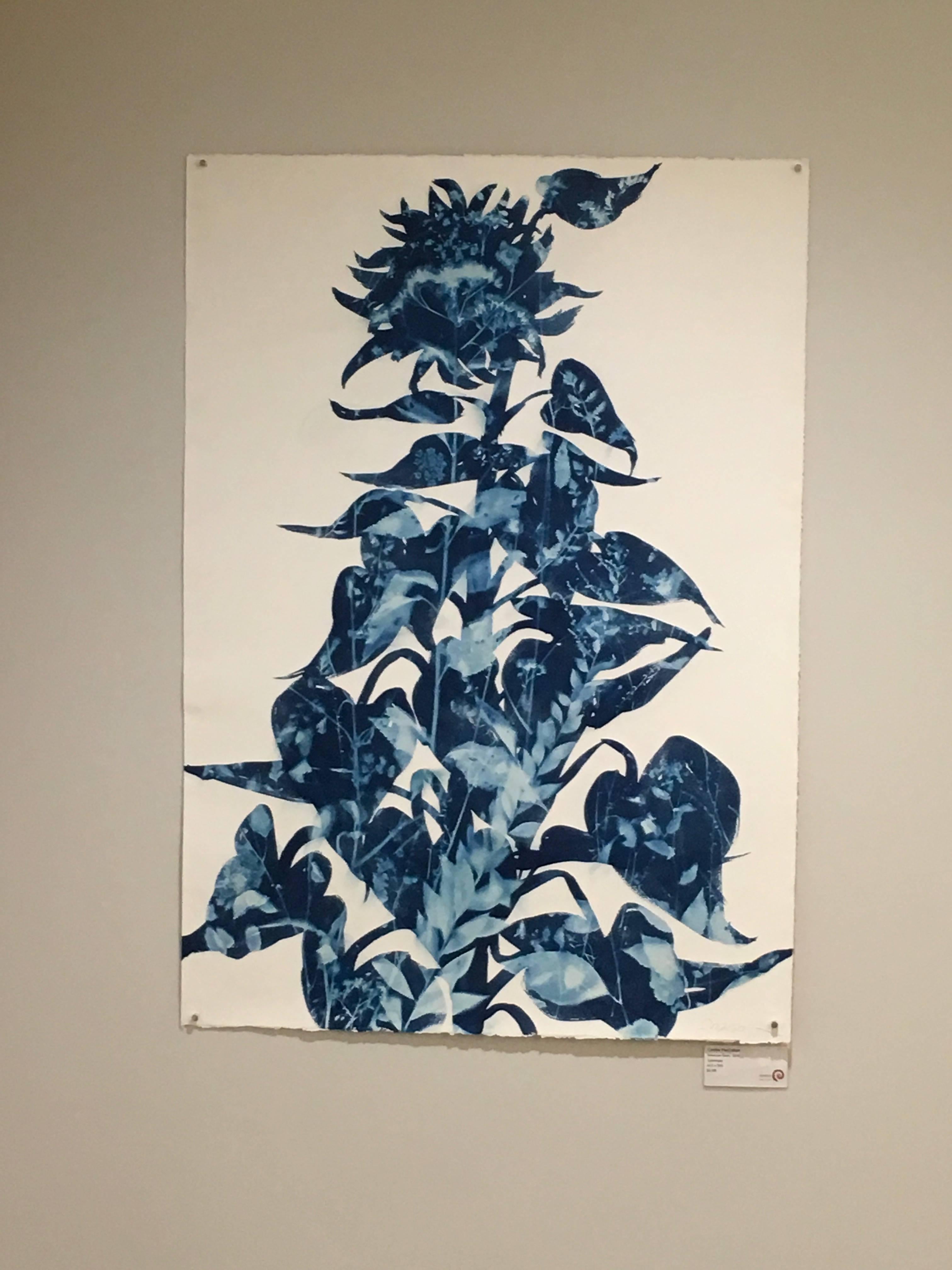 Allium Cyanotype - Painting by Cynthia MacCollum