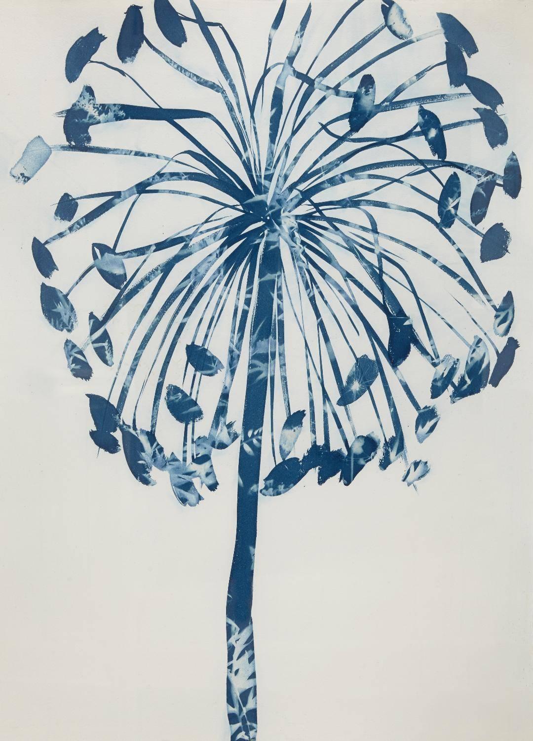 Cynthia MacCollum Landscape Painting - Allium Cyanotype