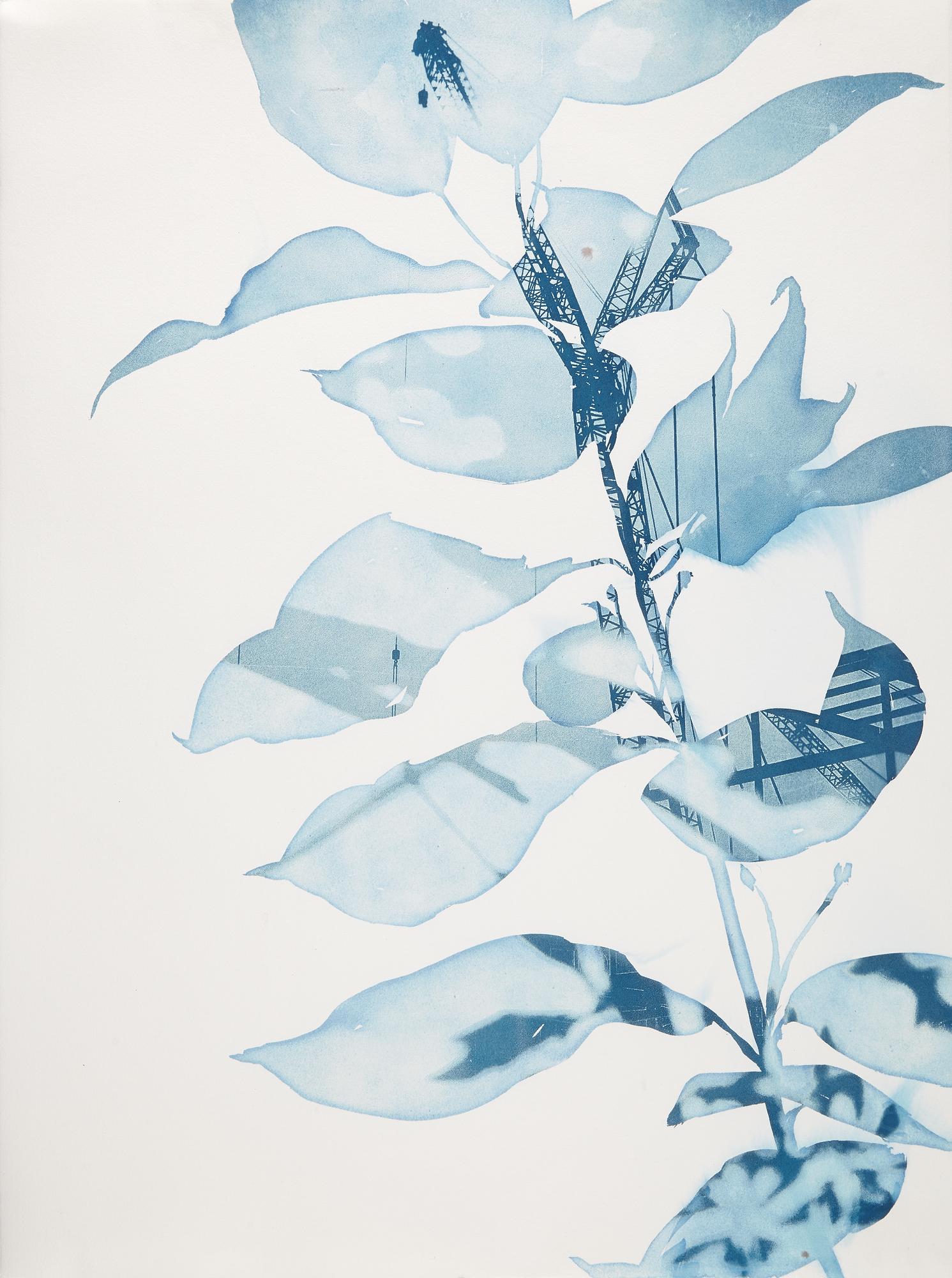 Cynthia MacCollum Landscape Print - Cindy MacCollum, Paradise, 2018, Cyanotype, Naturalistic