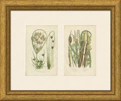Cyperus and Great Reed Mace, Set of 2 Antique Botanical Plates, circa 1873