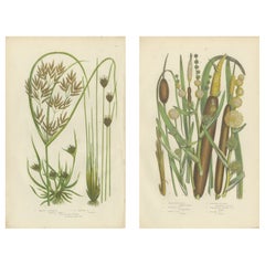 Cyperus and Great Reed Mace, Set of 2 Antique Botanical Plates, circa 1873