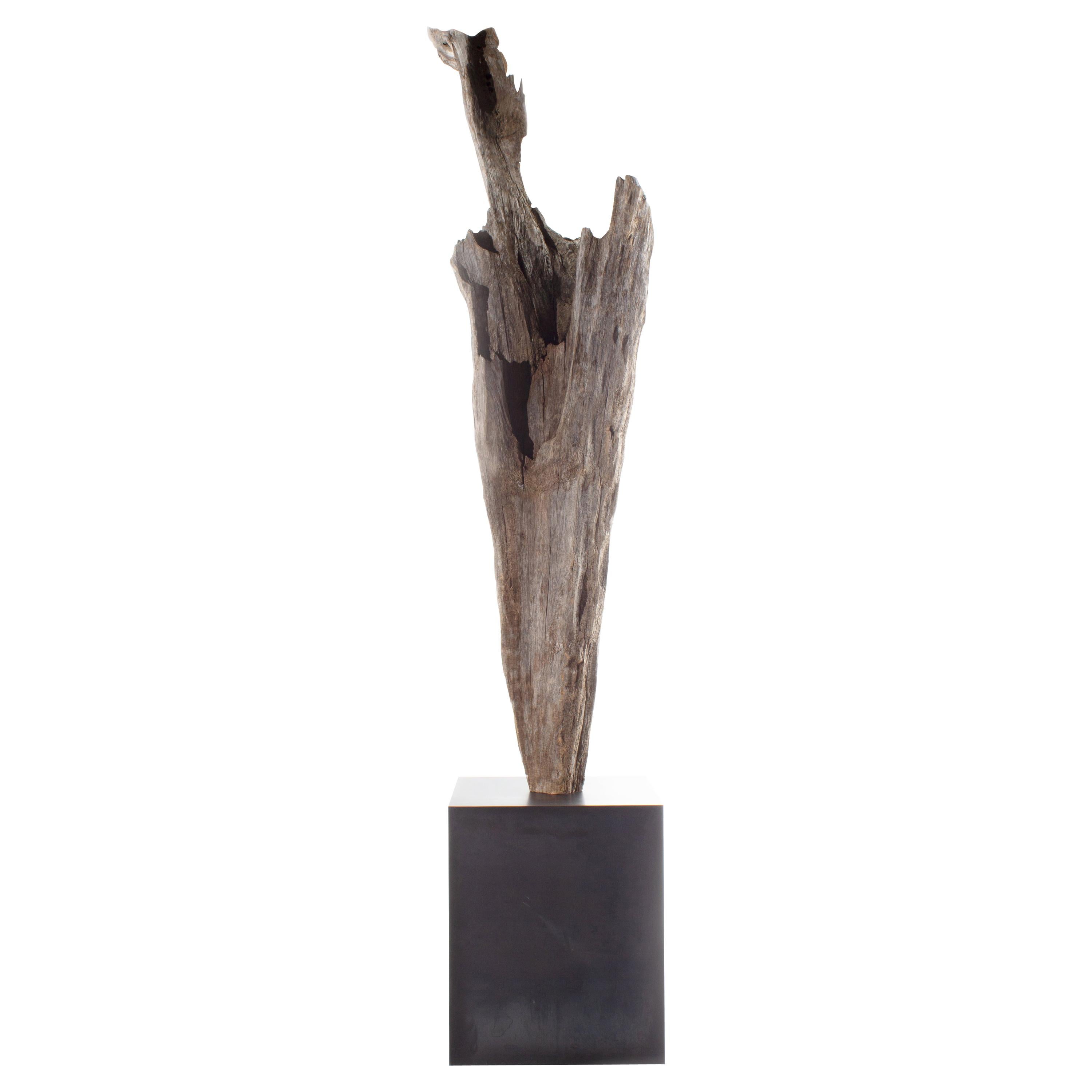 Cypress Driftwood Element on Museum Mount
