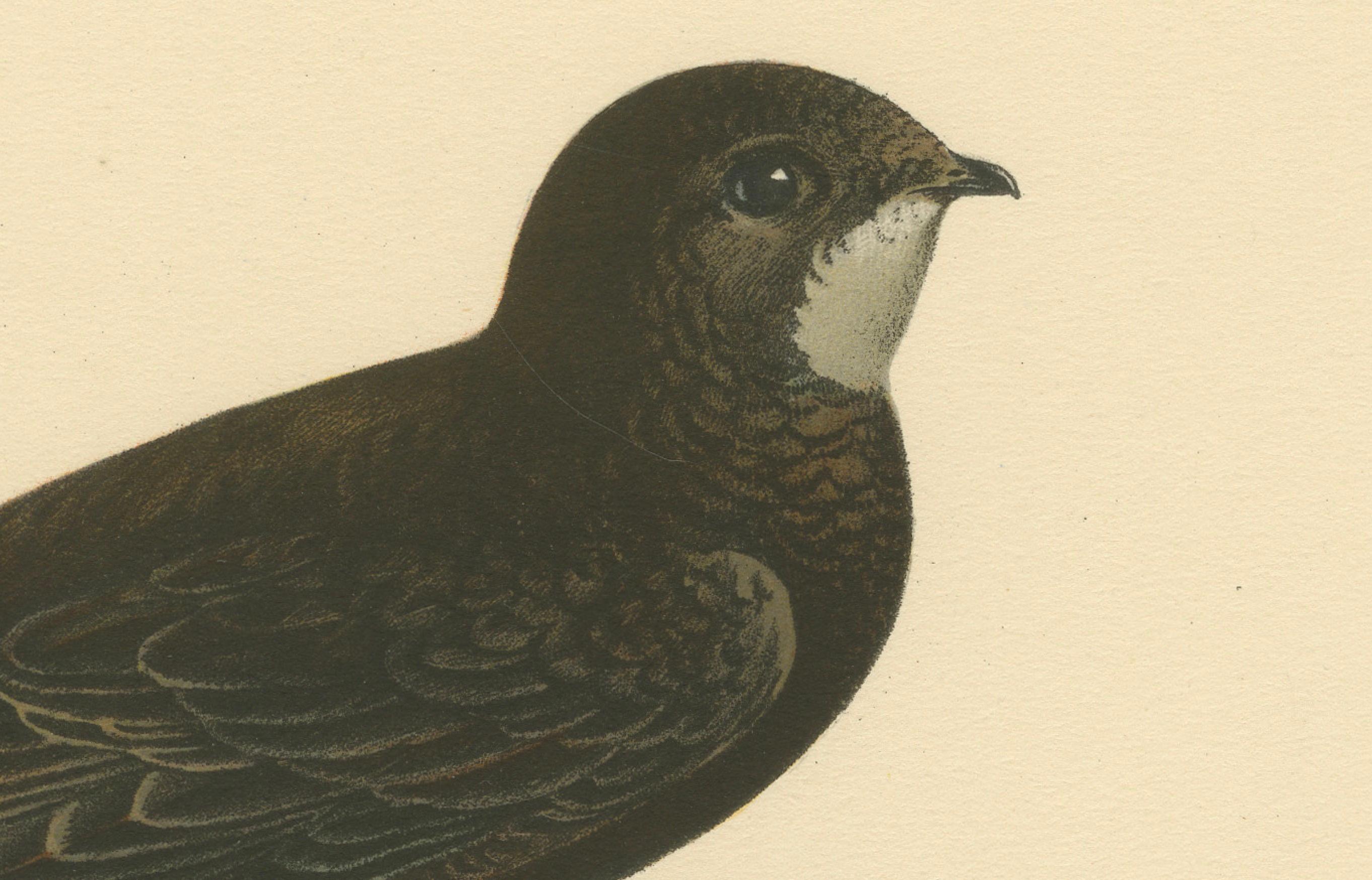 Cypselus Apus – handkolorierte Common Swift-Lithographie, 1927 im Zustand „Gut“ im Angebot in Langweer, NL