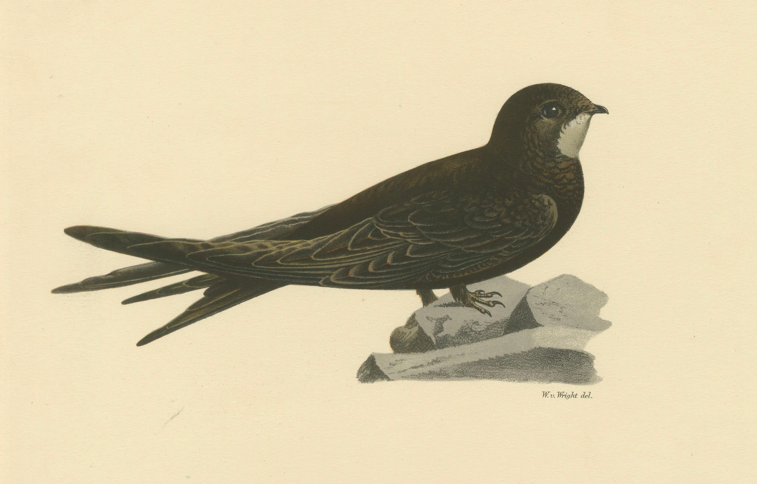 Cypselus Apus – handkolorierte Common Swift-Lithographie, 1927 (Frühes 20. Jahrhundert) im Angebot