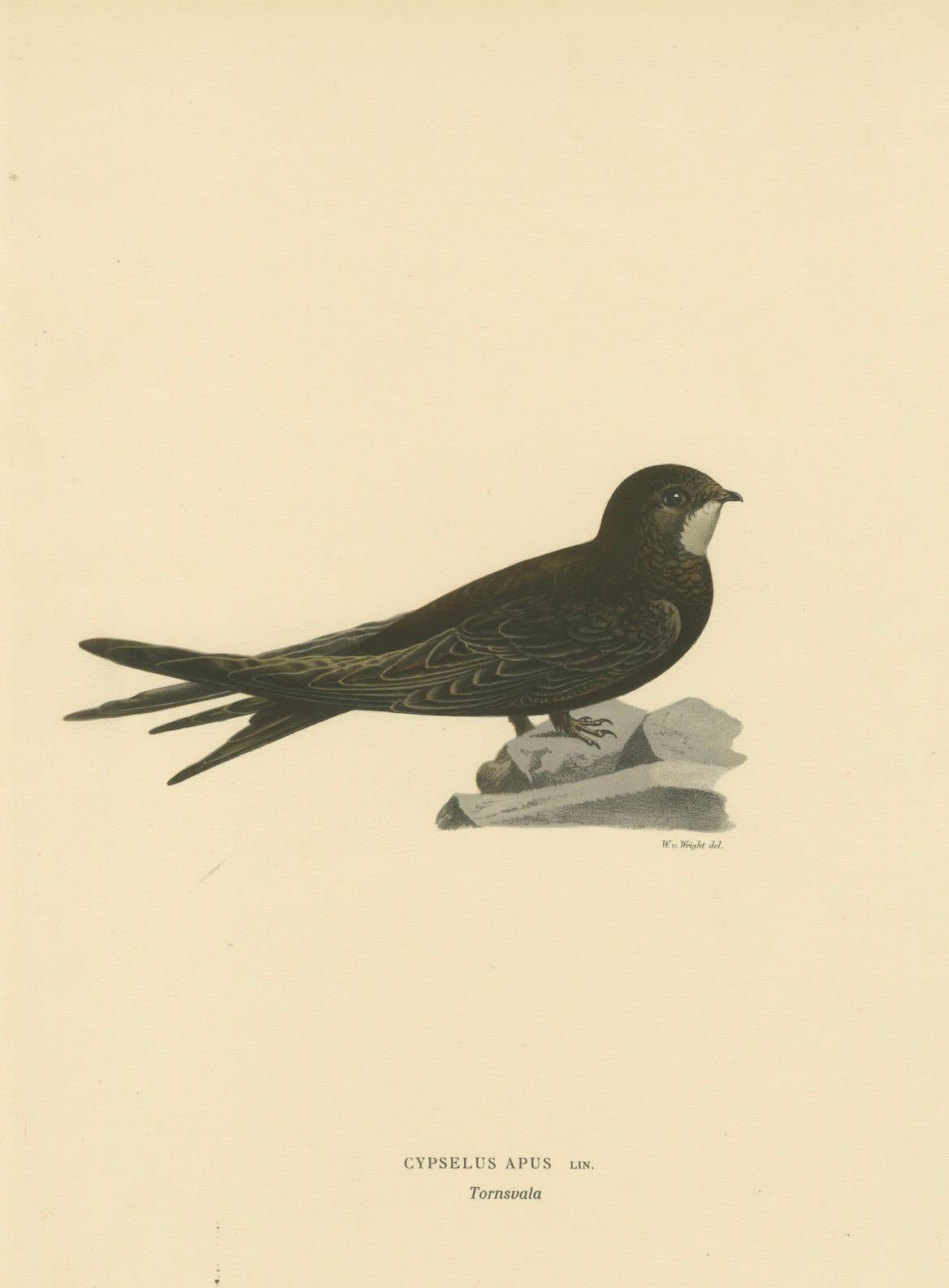 Cypselus Apus – handkolorierte Common Swift-Lithographie, 1927 (Papier) im Angebot