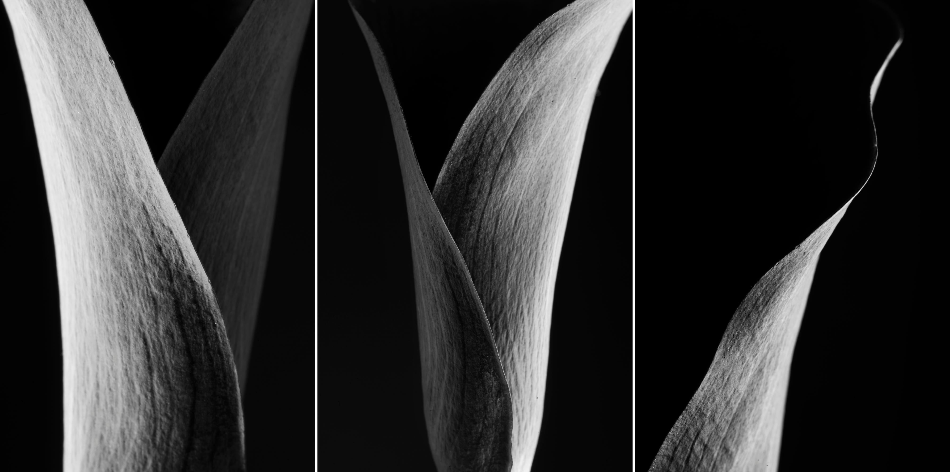 Fotografía original en blanco y negro de Cyrille Druart. 
Edición: I/V
Dimensiones:  150 x 100 cm cada una
Tríptico: 150 x 300 cm


Cyrille Druart es un fotógrafo y arquitecto francés, pronto se publicará un libro sobre su nueva serie. Cuenta con el