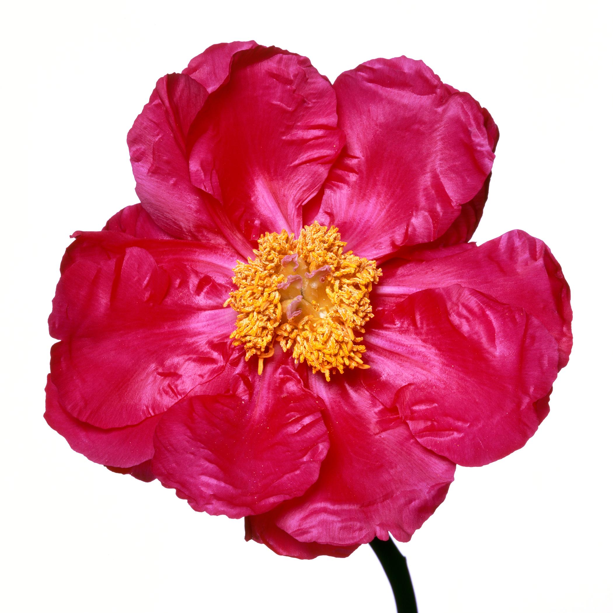 Cytherea Peony by Michael Zeppetello For Sale