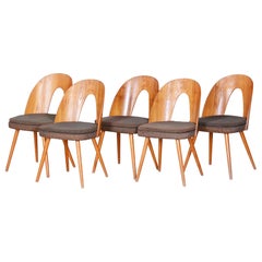 Czech Brown Ash Midcentury Chairs, Five Pieces, Architect Antonín Šuman, 1950s